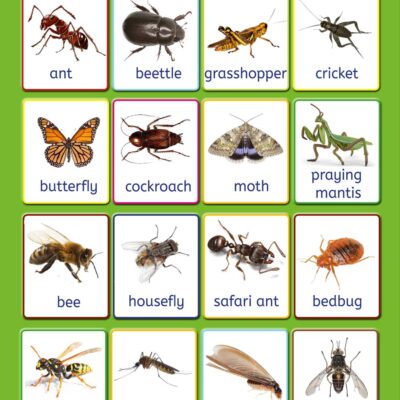 Queenex Insect Chart